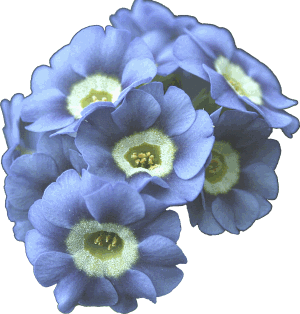 Auricula Bradmore Bluebell - Abriachan Nurseries